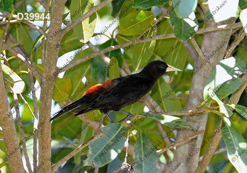 Red-rumped Cacique (Cacicus haemorrhous)